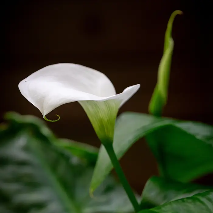 Arum blanc