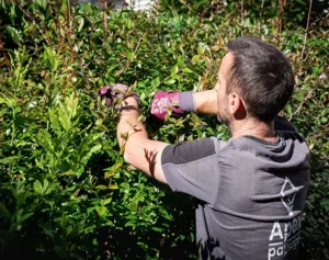 Collaborateur taillant un abelia