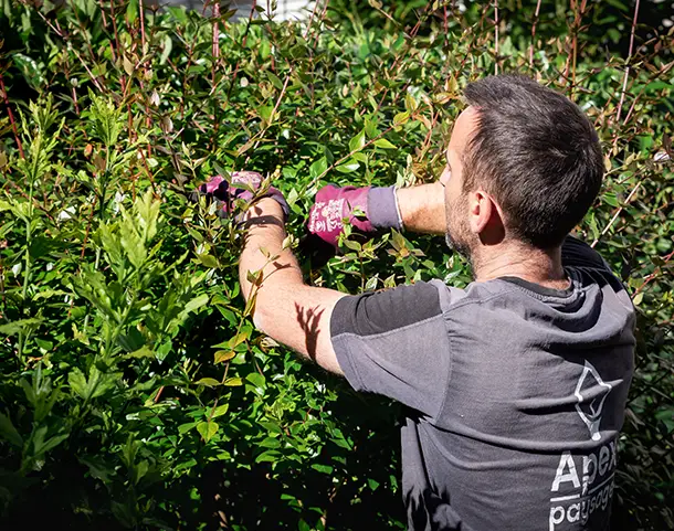 Collaborateur taillant un abelia