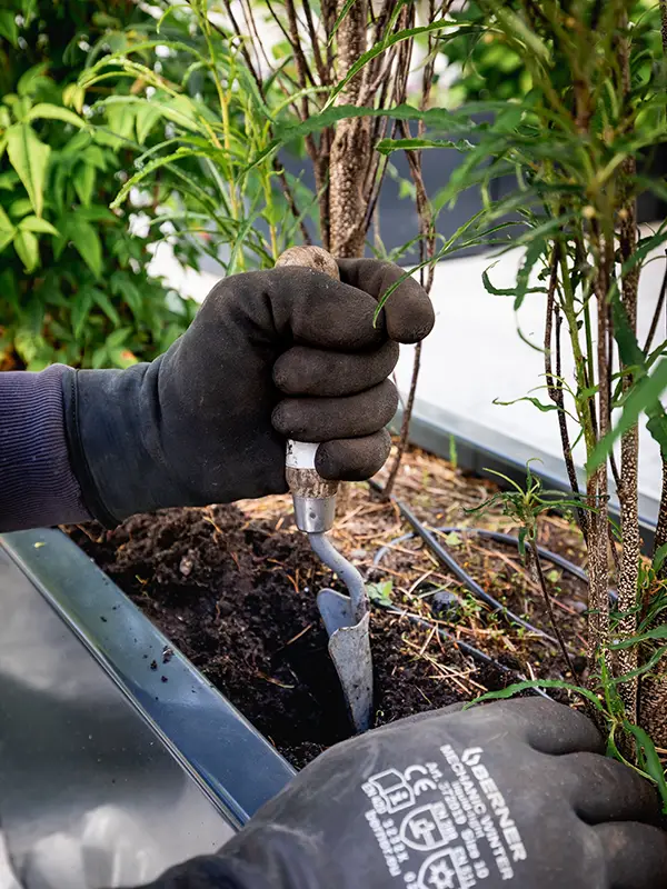Entretien plantation en bac