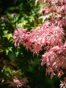 Erable du Japon au feuillage rose