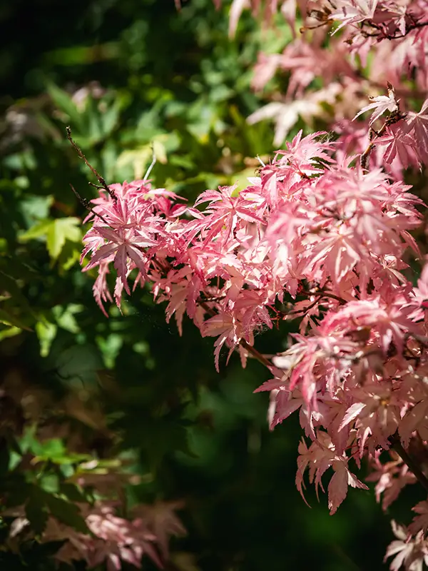 Erable du Japon au feuillage rose