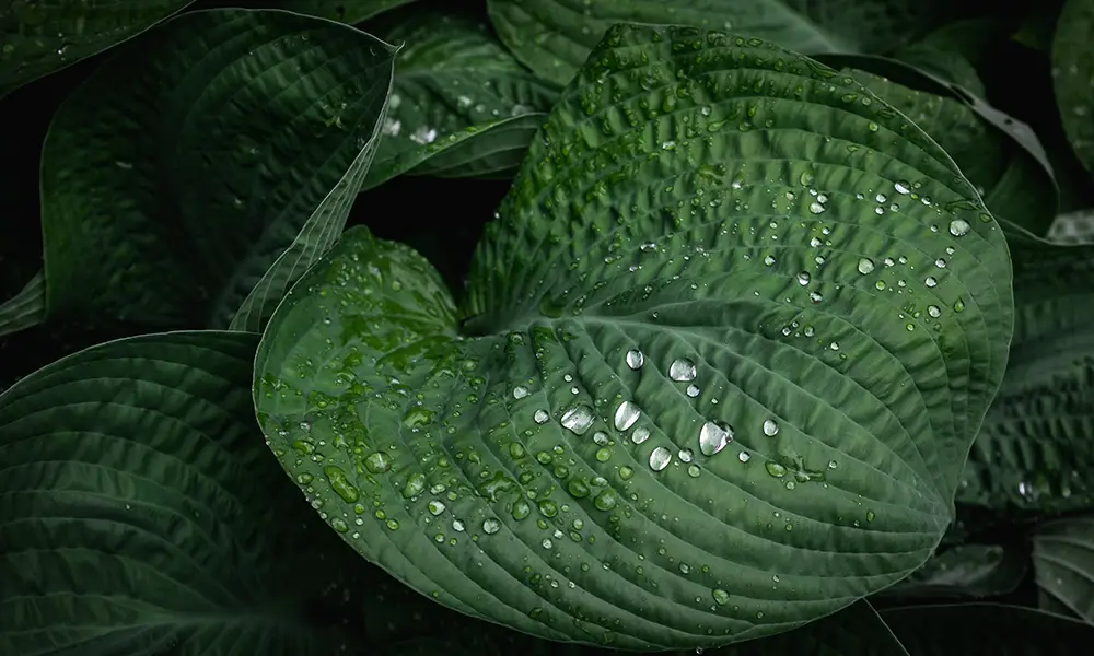 feuille hosta