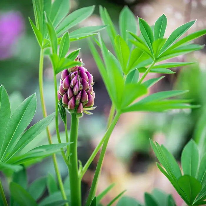 Fleur de lupin