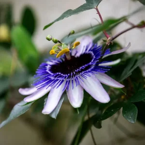 Passiflore
