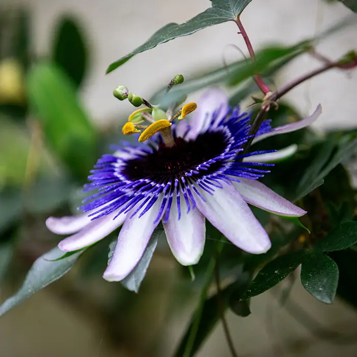 Passiflore