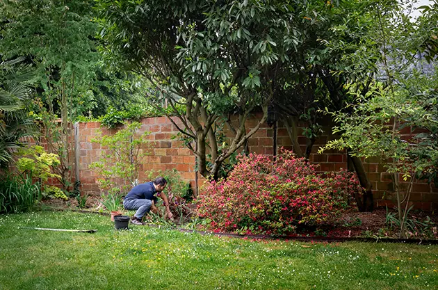 Plantation jardin