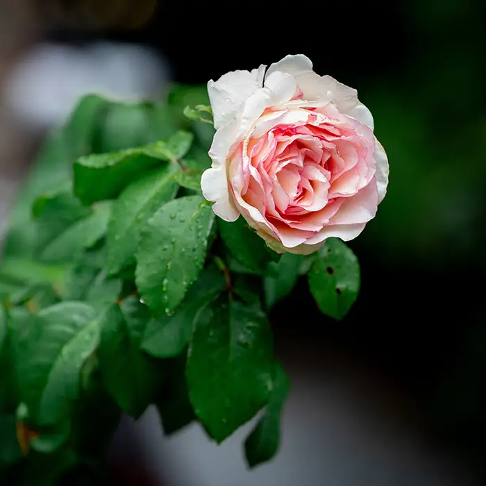 Rosier Pierre de Ronsard