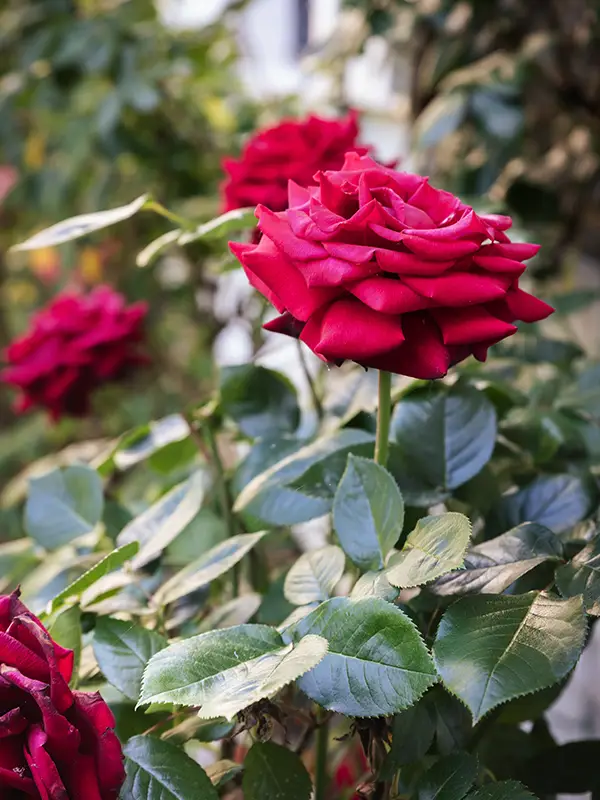 Rosier rouge