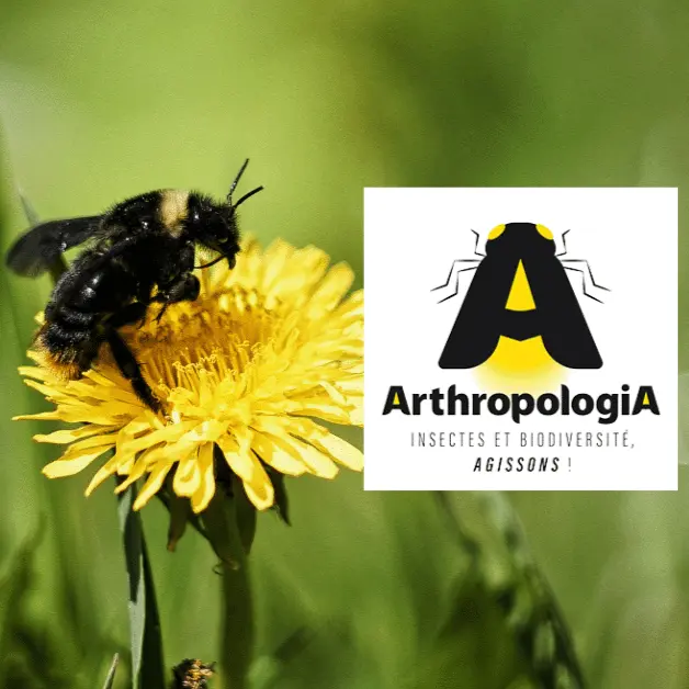 Arthropologia