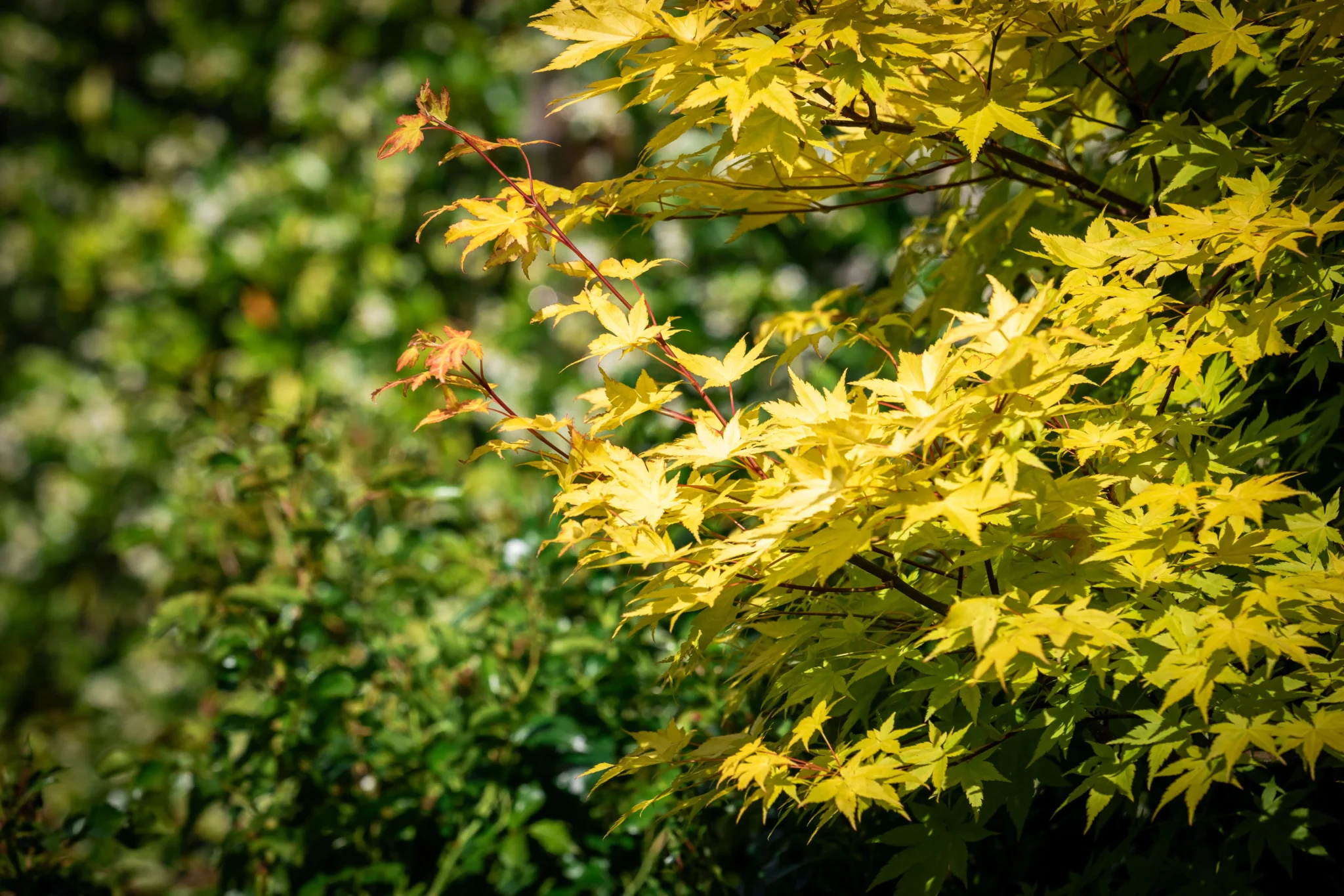 Erable du japon jaune