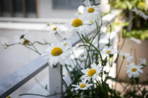 Marguerite floraison