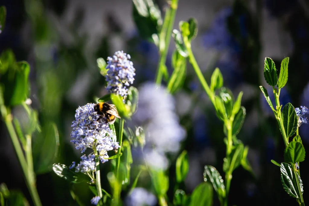 Bourdon sur fleur de céanothe Bourdon sur fleur de céanothe