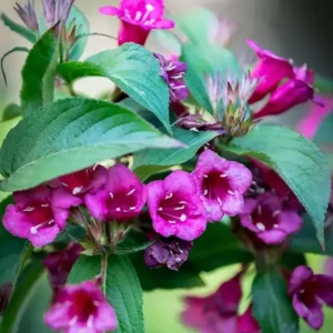 Weigelia en fleur